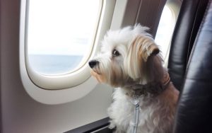Making Travel Plans Easier With The Right Pet Care Solutions