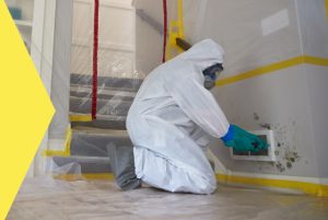 The Importance of Mold Remediation for Healthy Coastal Living