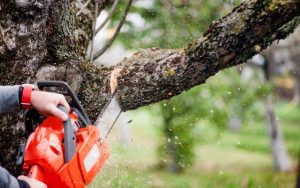 Professional Tree Removal Services for a Safer and Healthier Property