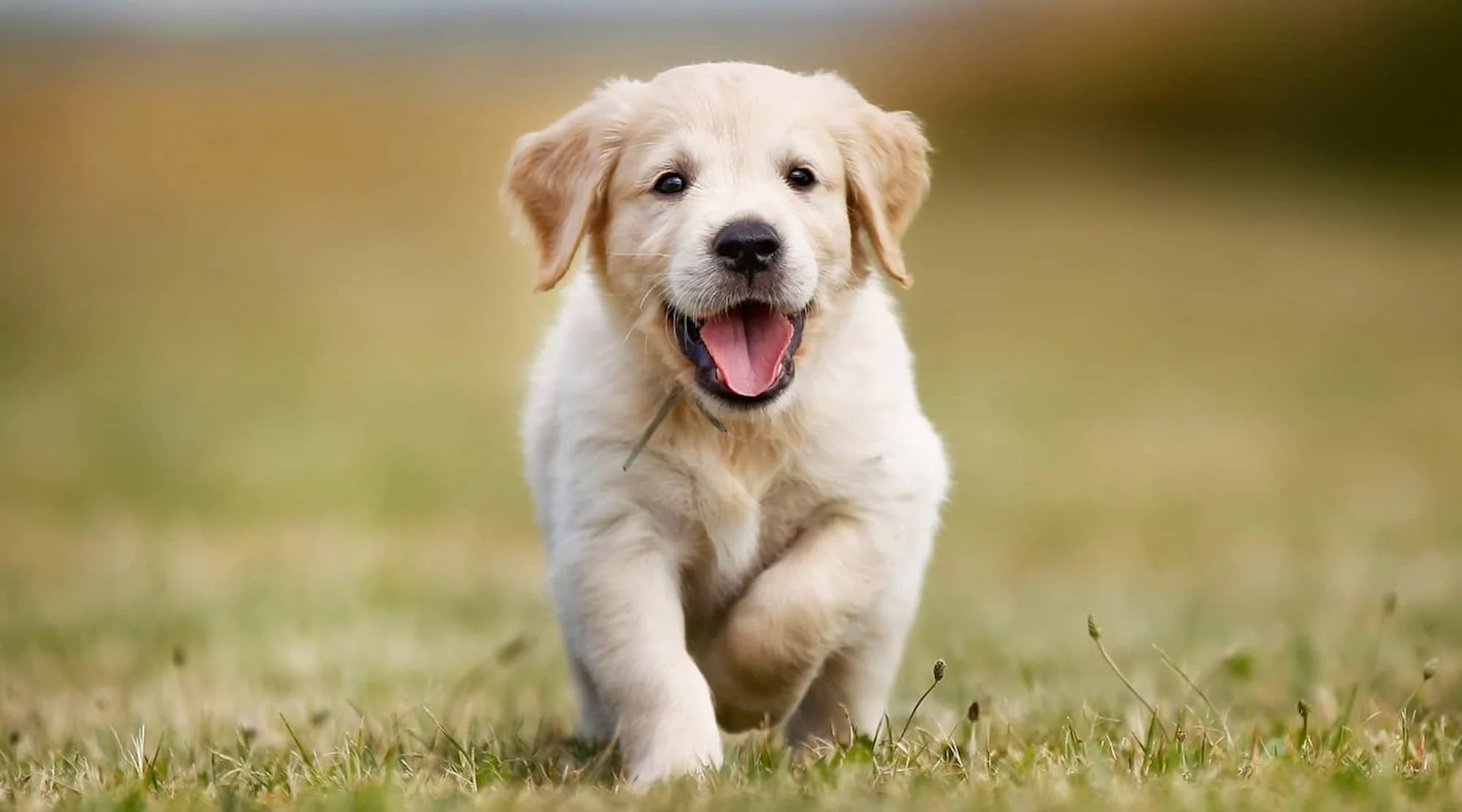 What Supplies Are Needed for Effective Self-service Pet Grooming